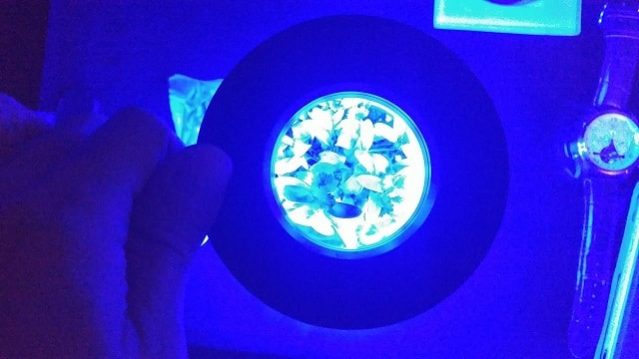 blue LED grow lights